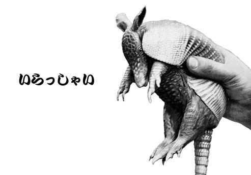 almadillo_いらっしゃい。